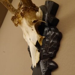 Rehgeweih abnorm Rosenstockbruch Reh Bock Geweih Gehörn Trophäenschild