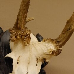 Rehgeweih abnorm Rosenstockbruch Reh Bock Geweih Gehörn Trophäenschild