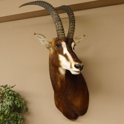 Rappenantilope (Hippotragus niger) Kopf Schulter Präparat Afrika Antilope HL 80 cm