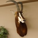 Rappenantilope (Hippotragus niger) Kopf Schulter...