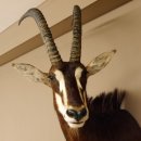 Rappenantilope (Hippotragus niger) Kopf Schulter...