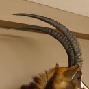 Rappenantilope (Hippotragus niger) Kopf Schulter Präparat Afrika Antilope HL 80 cm