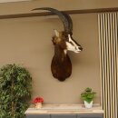 Rappenantilope (Hippotragus niger) Kopf Schulter Präparat Afrika Antilope HL 80 cm
