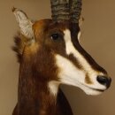 Rappenantilope (Hippotragus niger) Kopf Schulter Präparat Afrika Antilope HL 80 cm