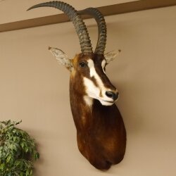 Rappenantilope (Hippotragus niger) Kopf Schulter Präparat Afrika Antilope HL 80 cm