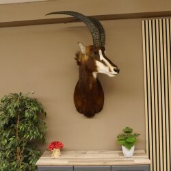 Rappenantilope (Hippotragus niger) Kopf Schulter Präparat Afrika Antilope HL 80 cm