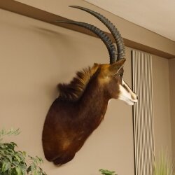 Rappenantilope (Hippotragus niger) Kopf Schulter Präparat Afrika Antilope HL 80 cm