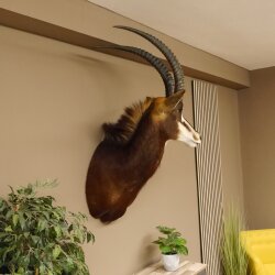 Rappenantilope (Hippotragus niger) Kopf Schulter Präparat Afrika Antilope HL 80 cm