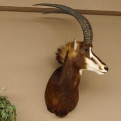 Rappenantilope (Hippotragus niger) Kopf Schulter Präparat Afrika Antilope HL 80 cm