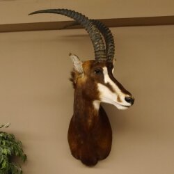 Rappenantilope (Hippotragus niger) Kopf Schulter Präparat Afrika Antilope HL 80 cm