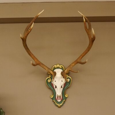 Rothirsch ungerader 12 ender Höhe 118 cm Hirschgeweih Hirsch Barockschild grün gold