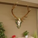 Rothirsch ungerader 12 ender Höhe 118 cm Hirschgeweih Hirsch Barockschild grün gold