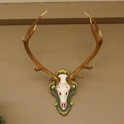 Rothirsch ungerader 12 ender Höhe 118 cm Hirschgeweih Hirsch Barockschild grün gold