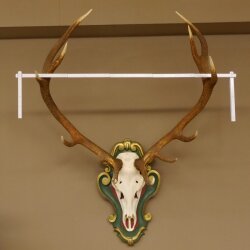 Rothirsch ungerader 12 ender Höhe 118 cm Hirschgeweih Hirsch Barockschild grün gold
