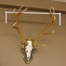 Edelhert oneven 14 eindig hoogte 117 cm hertengewei hert...