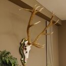 Rothirsch ungerader 14 ender Höhe 117 cm Hirschgeweih Hirsch Barockschild grün gold