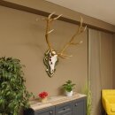Rothirsch ungerader 14 ender Höhe 117 cm Hirschgeweih Hirsch Barockschild grün gold