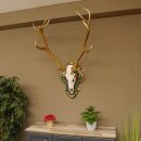 Rothirsch ungerader 14 ender Höhe 117 cm Hirschgeweih Hirsch Barockschild grün gold