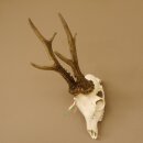 Rehgeweih Rehbock Gewicht 475 g Bock Reh Geweih Gehörn
