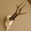 Rehgeweih Rehbock Gewicht 475 g Bock Reh Geweih Gehörn