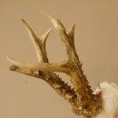 Rehgeweih Rehbock Gewicht 451 g Bock Reh Geweih Gehörn 610.134