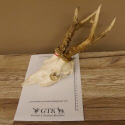 Rehgeweih Rehbock Gewicht 451 g Bock Reh Geweih Gehörn 610.134