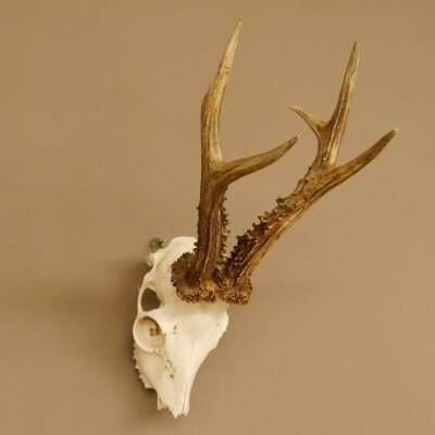 Rehgeweih (Capreolus capreolus) Rehbock Gewicht 415 g Bock Reh Geweih Gehörn 610.136