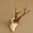Rehgeweih (Capreolus capreolus) Rehbock Gewicht 415 g...