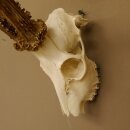 Rehgeweih (Capreolus capreolus) Rehbock Gewicht 415 g Bock Reh Geweih Gehörn 610.136
