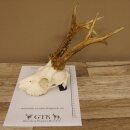 Rehgeweih (Capreolus capreolus) Rehbock Gewicht 415 g...