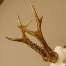 Rehgeweih (Capreolus capreolus) Rehbock Gewicht 415 g Bock Reh Geweih Gehörn 610.136