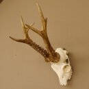 Rehgeweih (Capreolus capreolus) Rehbock Gewicht 415 g Bock Reh Geweih Gehörn 610.136