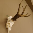 Rehgeweih Rehbock Gewicht 426 g Bock Reh Geweih...