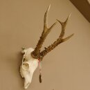 Rehgeweih + Medaille Rehbock Gewicht 435 g Bock Reh Geweih Gehörn