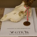 Rehgeweih + Medaille Rehbock Gewicht 435 g Bock Reh...