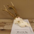 Rehgeweih + Medaille Rehbock Gewicht 435 g Bock Reh Geweih Gehörn