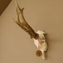 Rehgeweih + Medaille Rehbock Gewicht 435 g Bock Reh Geweih Gehörn
