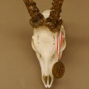 Rehgeweih + Medaille Rehbock Gewicht 435 g Bock Reh Geweih Gehörn