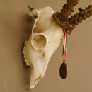 Rehgeweih + Medaille Rehbock Gewicht 435 g Bock Reh Geweih Gehörn