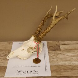 Rehgeweih + Medaille Rehbock Gewicht 435 g Bock Reh Geweih Gehörn