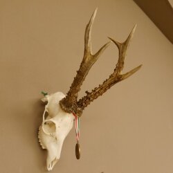 Rehgeweih + Medaille Rehbock Gewicht 435 g Bock Reh Geweih Gehörn