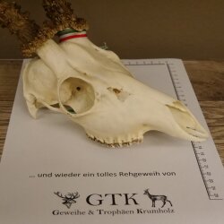 Rehgeweih + Medaille Rehbock Gewicht 435 g Bock Reh Geweih Gehörn