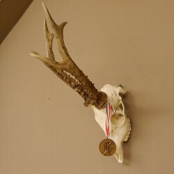 Rehgeweih + Medaille Rehbock Gewicht 435 g Bock Reh Geweih Gehörn