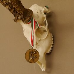 Rehgeweih + Medaille Rehbock Gewicht 435 g Bock Reh Geweih Gehörn