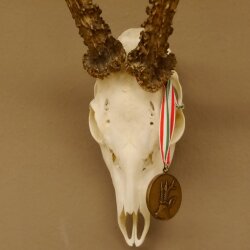 Rehgeweih + Medaille Rehbock Gewicht 435 g Bock Reh Geweih Gehörn