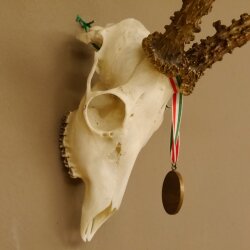 Rehgeweih + Medaille Rehbock Gewicht 435 g Bock Reh Geweih Gehörn