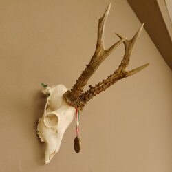 Rehgeweih + Medaille Rehbock Gewicht 435 g Bock Reh Geweih Gehörn