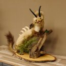 Wolpertinger Martre Wolpi Préparation Tubes de chamois Armes de sanglier Bouclier en bouleau Préparation sur pied Hauteur 48 cm