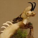 Wolpertinger Martre Wolpi Préparation Tubes de chamois Armes de sanglier Bouclier en bouleau Préparation sur pied Hauteur 48 cm
