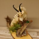 Wolpertinger Martre Wolpi Préparation Tubes de chamois Armes de sanglier Bouclier en bouleau Préparation sur pied Hauteur 48 cm